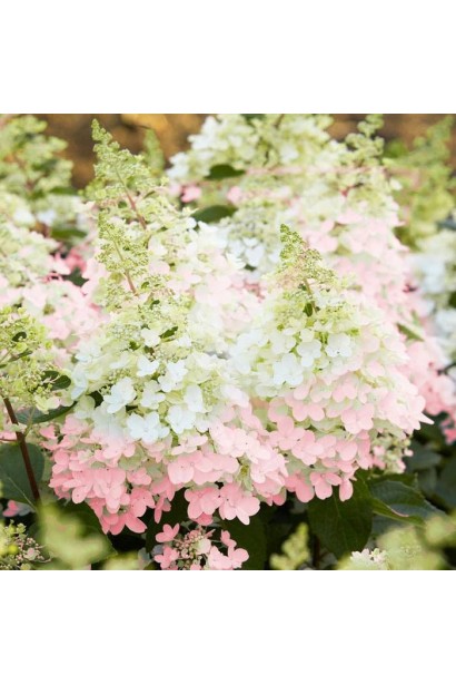 Гортензия кремово-розовая Канделайт